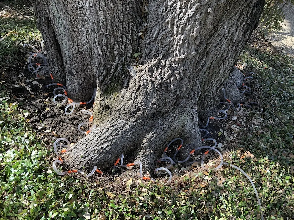 Detailed Tree Cabling and Bracing job site in Paden City