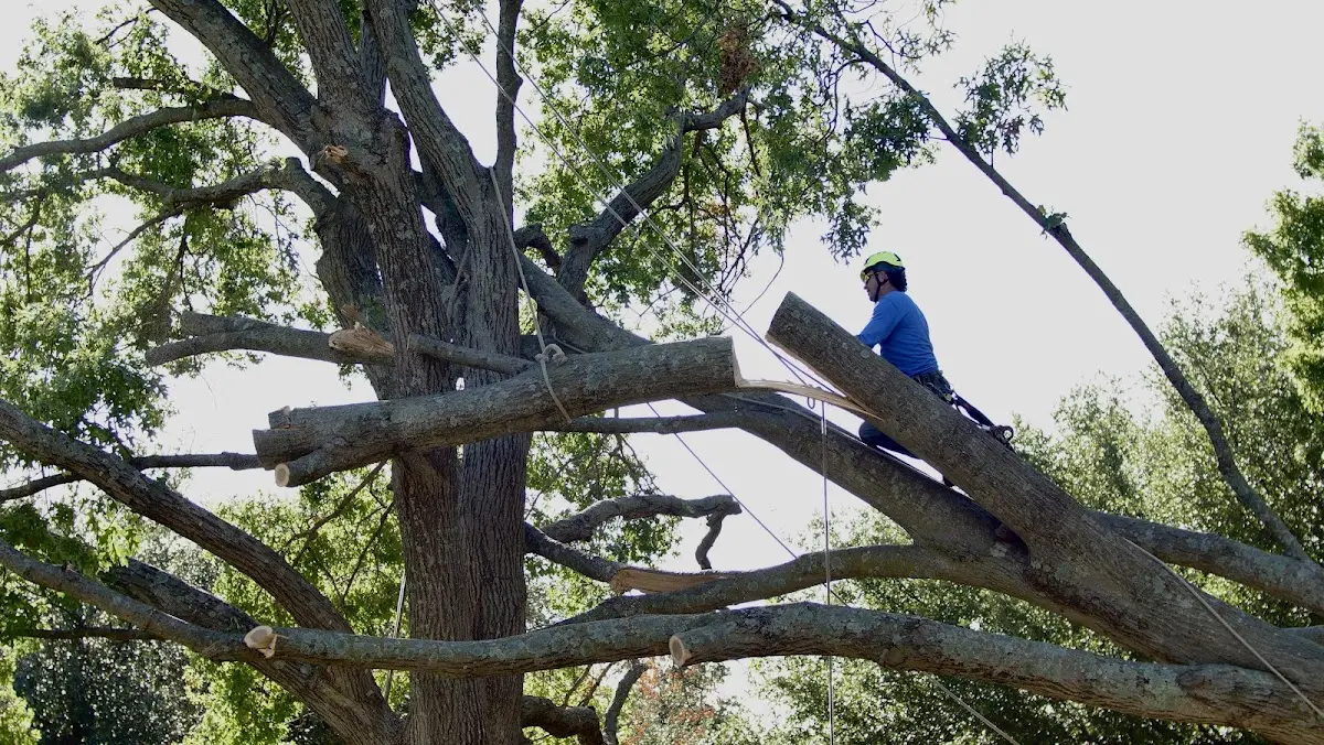 Professional Crown Thinning performed by certified arborists in Paden City