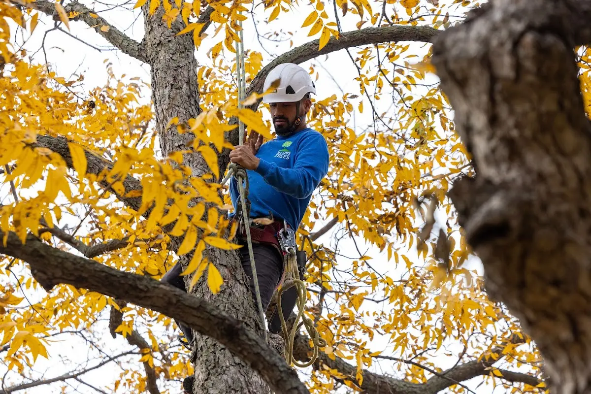 Skilled Tree Pruning crew working in Paden City